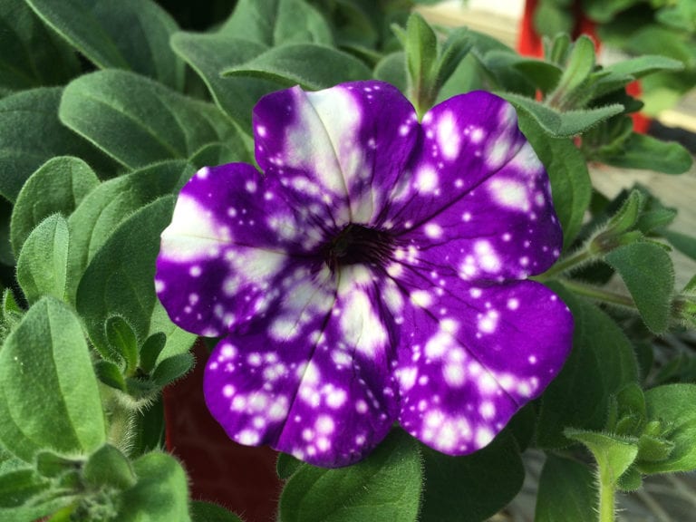 Annuals and Flowering Plants for Your Denver, CO Garden