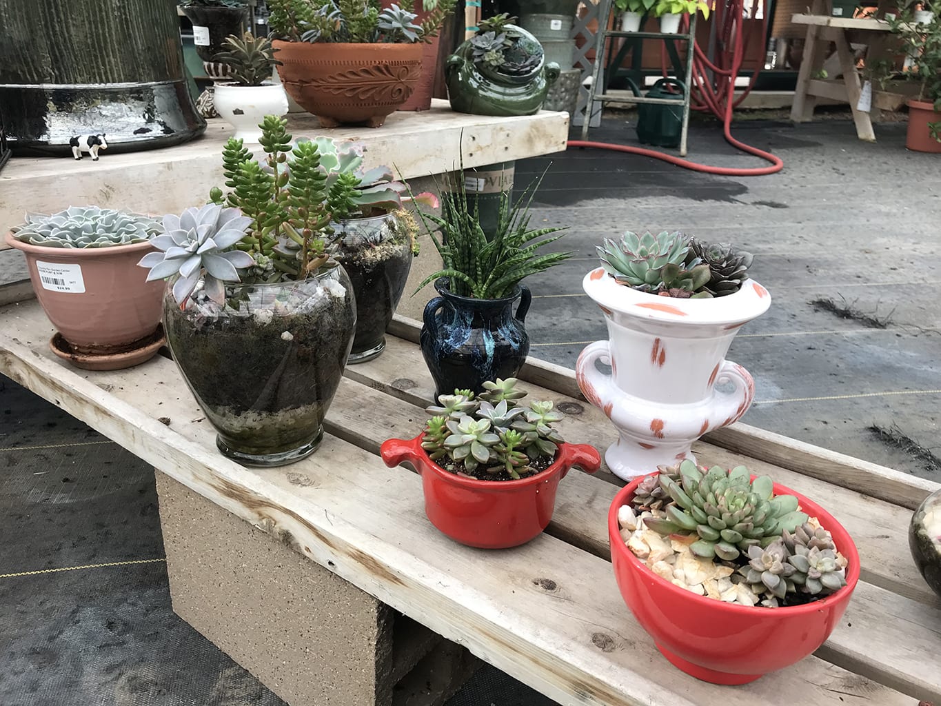 Amazing Selection Of Denver, Co Succulent Plants